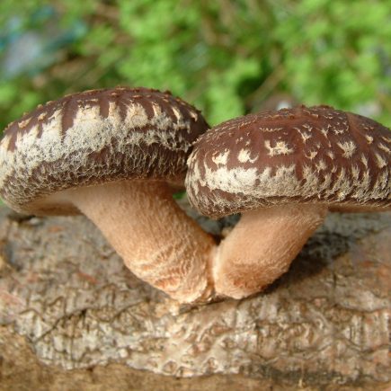 Экзотические съедобные грибы