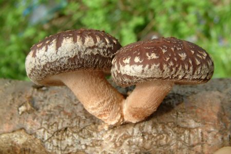 Экзотические съедобные грибы
